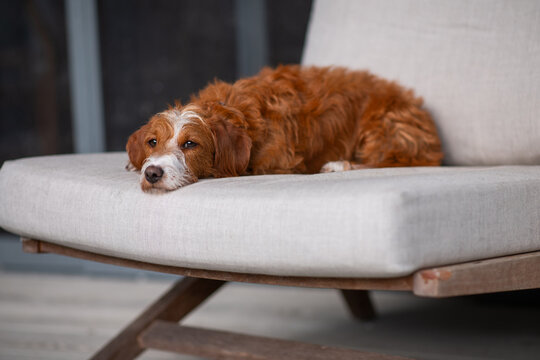 cute Doxiepoo