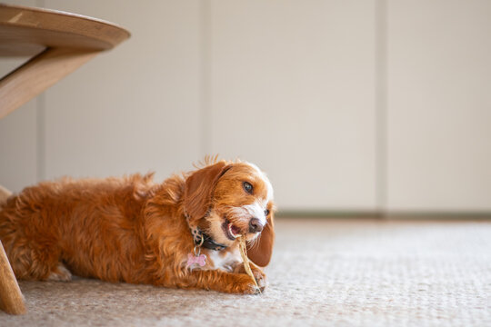 cute Doxiepoo