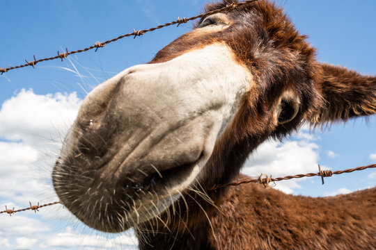 Curious donkey peeks over barbed wire fence on sunny day