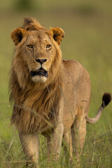 lion in the grass