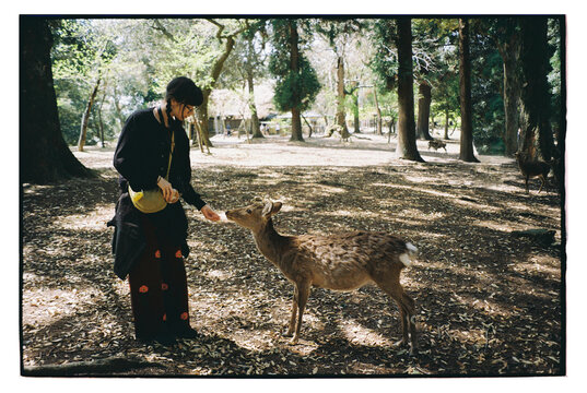 Woman feeding a deer in a tranquil forested area 