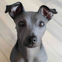Close-up of a cute, alert young gray dog with expressive eyes and large pointy ears sitting on a light wooden floor, showcasing adorable breed features and friendly expression