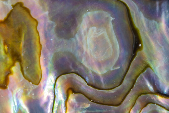 Iridescent Abalone Shell Background  