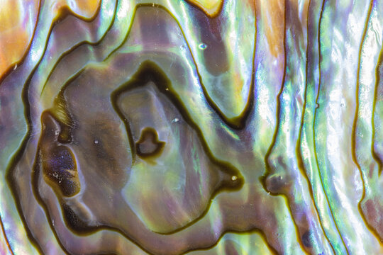 Iridescent Abalone Shell Closeup