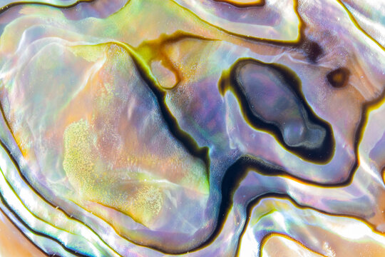 Iridescent Abstract Background In Abalone Shell  