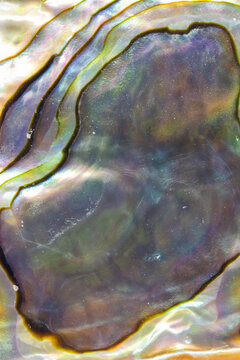 Iridescent Nacre In Surface Of An Abalone Shell  