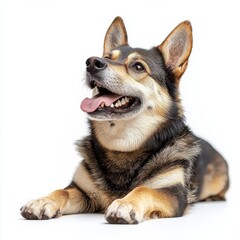 Happy alert young dog with expressive face lying down on a plain white background showing cheerful demeanor and friendly personality