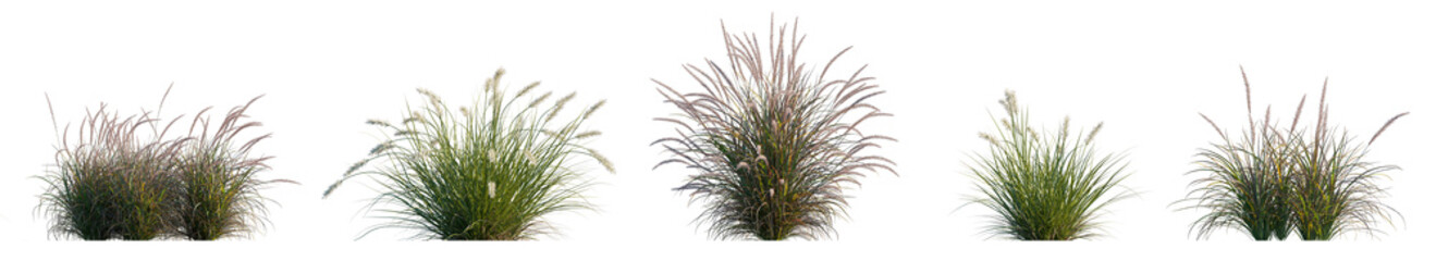 Pennisetum alopecuroides Pennstripe - and setaceum Rubrum swamp fountain grass, tender purple fountain isolated png on transparent background premium cutout (Swamp Foxtail, Penn Stripe, PAV300)