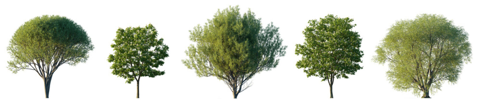 Tree Salix fragilis and Chestnut large trees isolated png on a transparent background premium cutout (crack willow and brittle willow)