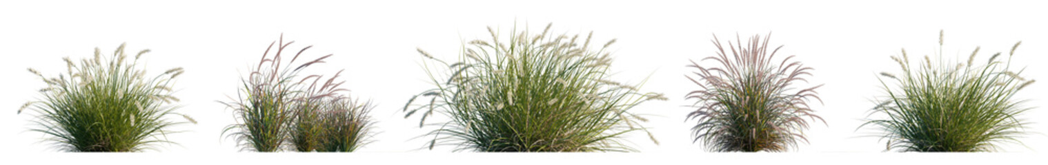 Pennisetum alopecuroides Pennstripe - and setaceum Rubrum swamp fountain grass, tender purple...