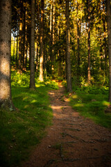 Landscape photography full of forests, rocks and paths