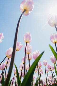 tulips