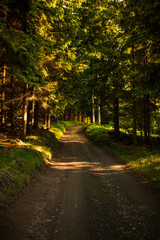Landscape photography full of forests, rocks and paths
