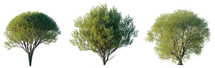 Tree Salix fragilis (crack willow and brittle willow) large trees isolated png on a transparent background premium cutout  © Roman