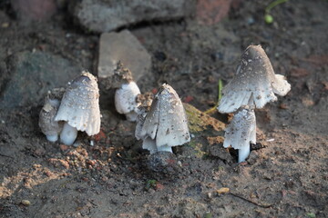 Coprinopsis atramentaria (Common Ink Cap) or Coprinellus flocculosus (Hare's Foot Inkcap) cluster mashroom in close up 