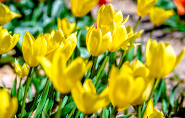yellow tulips bloom on a green natural background
