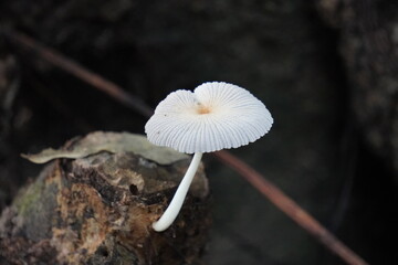 Pleated Inkcap mushroom also known Parasola plicatilis mushroom in closeup