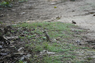 Indian Palm Squirrel, also known three-striped palm squirrel on the ground 