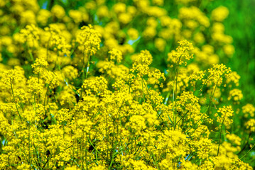 Wintercress on a green natural background