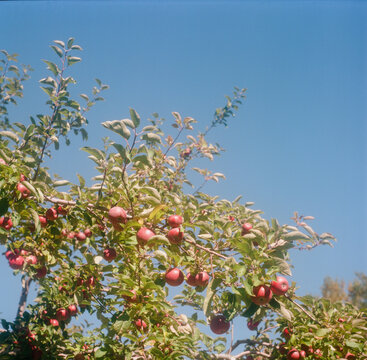 Apples ripe on the tree at an apple orchard in Maine