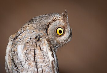 Eurasian scops owl, Otus scops. Close-up of a bird on a flat background, looking sideways downwards