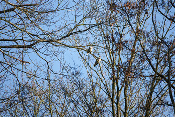 Two love birds - common wood pigeon (Columba palumbus) sitting high up on a tree with bright blue sky background, North Rhine-Westphalia, Germany
