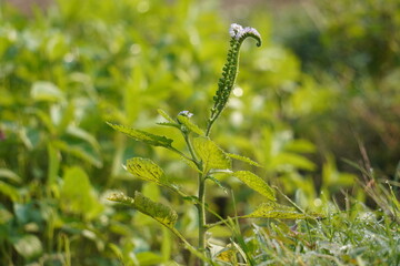 Heliotropium indicum, commonly known as Indian Heliotrope or Indian Turnsole in closeup 