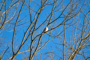 One common wood pigeon (Columba palumbus) sitting high up on a tree and looking at you with bright blue sky background, North Rhine-Westphalia, Germany