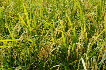 field of paddy which is rice before it has been harvested and processed