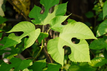 Paper Mulberry (Broussonetia papyrifera) plants leaves in closeup 