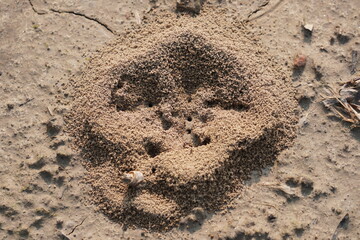 ant nest, specifically resembling the crater-shaped nests built by certain ant species in sandy or...