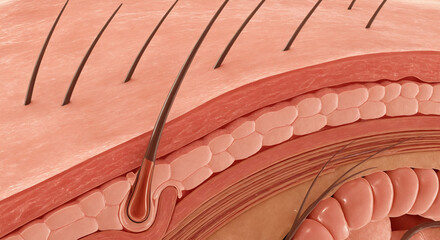 Detailed skin cross section showing layers with hair follicles and sweat glands