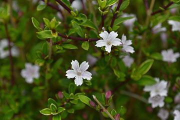 ハクチョウゲの小さな花