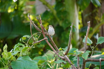 The common tailorbird is a songbird found across tropical Asia