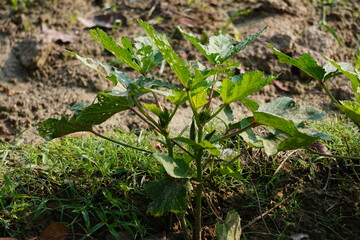 Okra, also known as Lady's Fingers plants growing on the field 