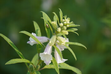 sesame plants and tiny white flowers in closeup 
