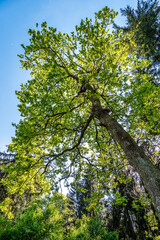 Giant Douglas fir, Pseudotsuga menziesii trees in the World Forest, Weltwald in Freising near Munich, Germany.