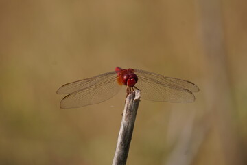 Scarlet dragonfly in closeup