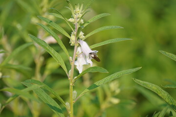 bumblebee (Bombus) pollinating a sesame flower