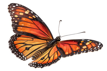 Fototapeta premium Beautiful Monarch Butterfly Insect Nature Wildlife Animal