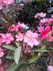 beautiful pink flowers in the garden