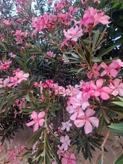 beautiful pink flowers in the garden