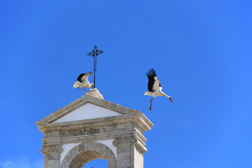 White storks on the roof of the Arco da Vila in Faro, Algarve, Portugal 