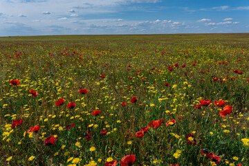 Red poppy flowers in the meadow on a background of the blue sky and white clouds.