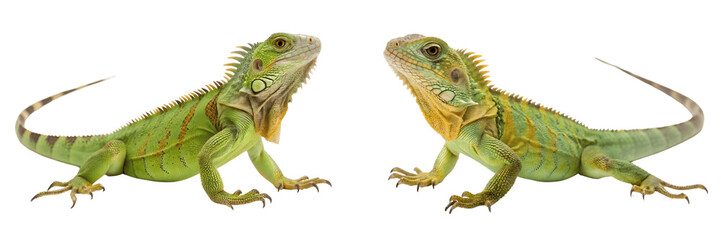 Two green iguanas facing each other, isolated on transparent background, close up