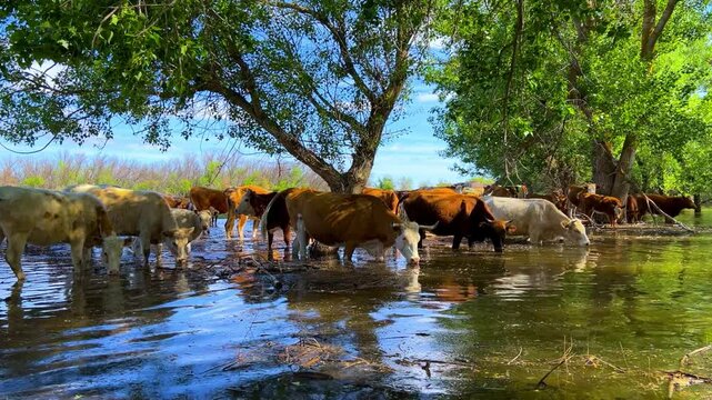 A herd of cows is drinking water near the Volga River. Cows are drinking on the bank of a flooded river. Farm animals. On a sunny spring day, cows are drinking water. 4К