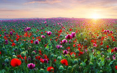 Poppy meadow in the beautiful light of the evening sun