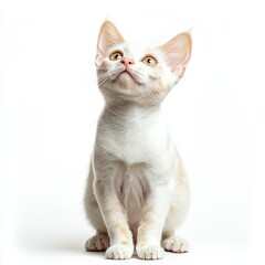 Adorable light-colored kitten with bright eyes looking up, young domestic cat with soft fur and playful expression, isolated on white background