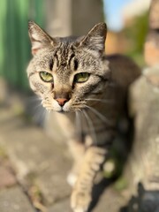 Obraz premium Close-up portrait of a tabby cat with green eyes walking along a paved path in soft golden sunlight.