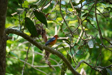 Orange-headed Thrush bird resting on the tree branch